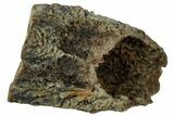 Fossil Hadrosaur (Edmontosaurus) Shed Tooth - Wyoming #323981-1